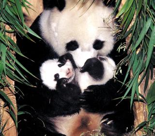 Nesli Tükenmekte Olan Hayvanlardan Panda
