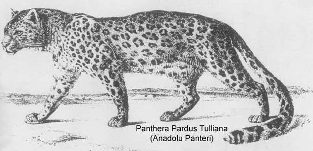 anadolu panteri